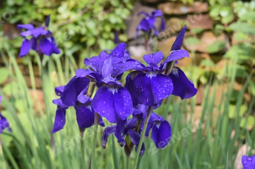 Preview: Blooming Cluster Of Siberian Irises With Dew Drops On The Flower Petals.