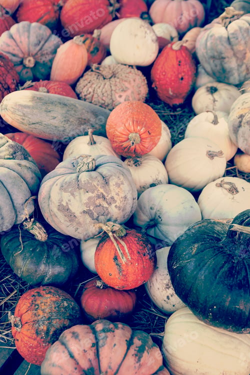 Preview: Pumpkins