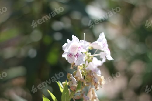 Preview: White Flowers Bloom in Green Natural Setting