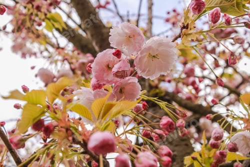 Preview: Netherlands Amsterdam Keukenhof Park Flowers Fields Tree Sakura Pink