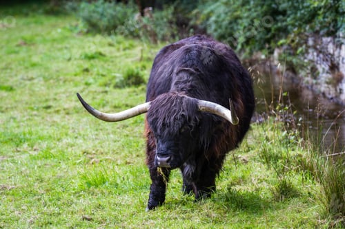 Preview: Close Up Of An Adult Highland Cow In A Field With Fresh Green Grass Late Summer In The Scottish