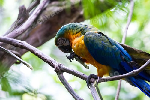 Preview: Blue And Gold Macaw Found In The Rainforest Of Costa Rica
