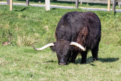 Preview: Close Up Of An Adult Highland Cow In A Field With Fresh Green Grass Late Summer In The Scottish