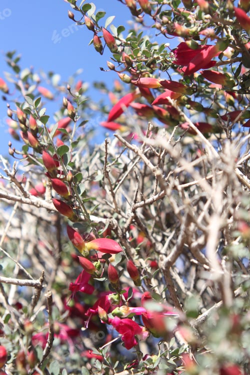 Preview: A Desert Penstemon Bush With Bright Pink Flowers 6500