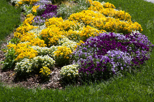 Preview: Pansies Growing In The Sunshine