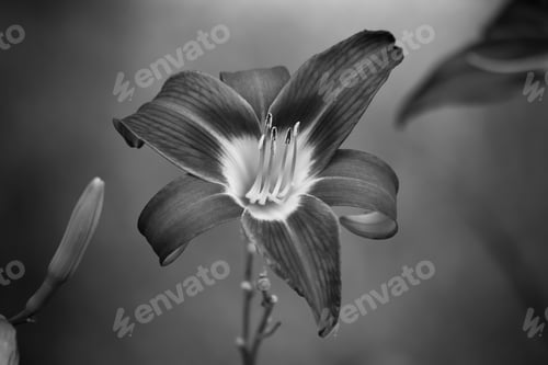 Preview: Lily Outdoors In Black And White