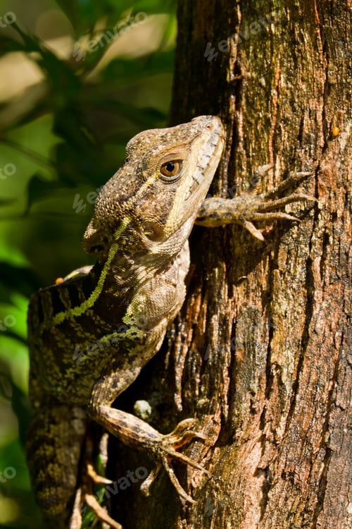 Preview: Tree Lizard Climbing In The Rain Forest Of Belize