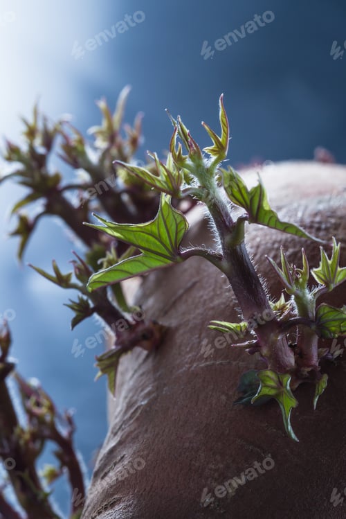 Preview: Close Up Of A Sweet Potato That Sat On The Counter For Too Long And Now Has Stems And Leaves