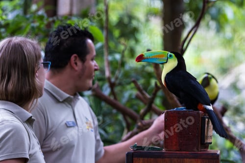 Preview: Alajuela, Costa Rica - May 02: Toucan In A Private Wildlife Refuge And Learning Center Open To The