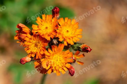 Preview: Little Yellow And Orange Hawkweed Flower