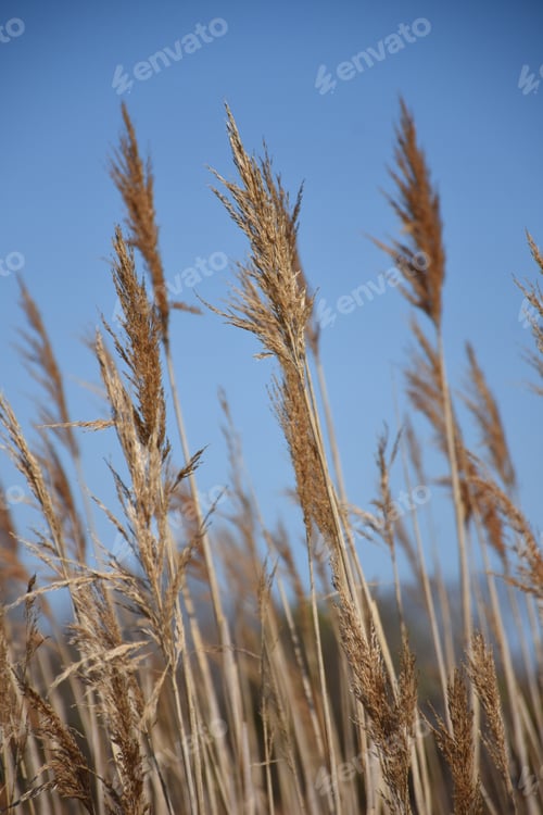 Preview: Field With Wild Wheat Grass Growing In Rushes.