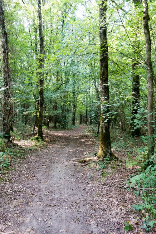 Preview: View Of A Path Between Trees In A Forest, Brittany, France, Europe