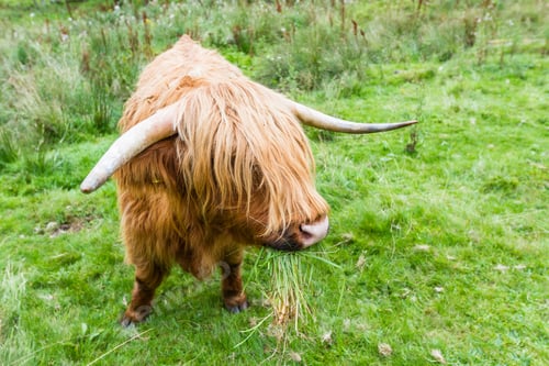 Preview: Close Up Of A Brown Highland Bull In Fresh Green Pastures In The Scottish Highlands
