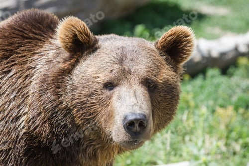 Preview: Close Up Of A Grizzly Bear In Eastern Montana Under Bright Sunny Conditions