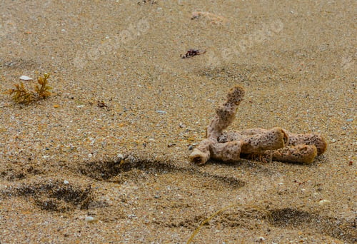 Preview: A Piece Of Sponge Thrown By Waves Onto A Florida Beach In St Lucie County, Florida