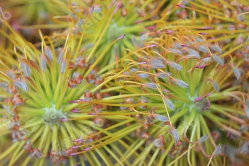 Preview: A Cluster Of Yellow Bird Nodding Pincushion Flowers 7454