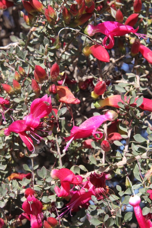 Preview: A Desert Penstemon Bush With Bright Pink Flowers 6487