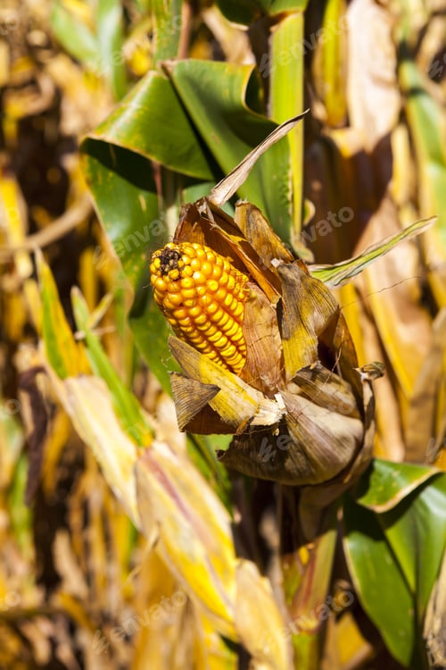 Preview: Corn Field