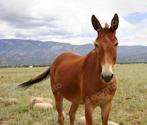 Preview: Close Up Of Horse In Colorado Pasture