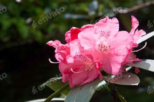 Beautiful Pink Flowers Blooming in Natural Sunlight
