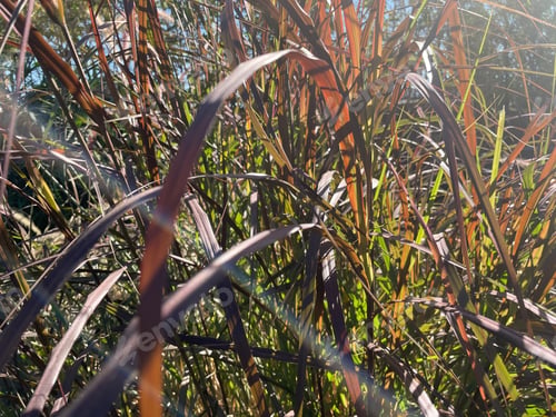 Preview: Tall Blades Of Prairie Grass With Feathery Plumes 0299