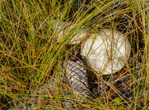 Preview: Fringed Fungi And A Pine Cone. Mushrooms Growing In A Field With Pine Needles And A Pine Cone.