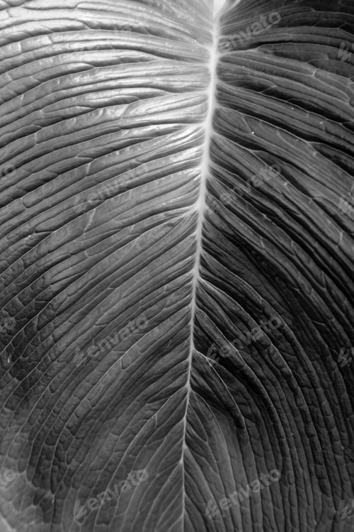 Preview: Black And White Of A Leaf For A Natural Background Or Texture