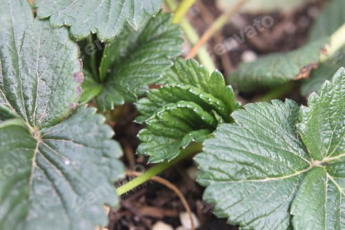 Preview: A Closeup Of A Small Strawberry Plant 4277