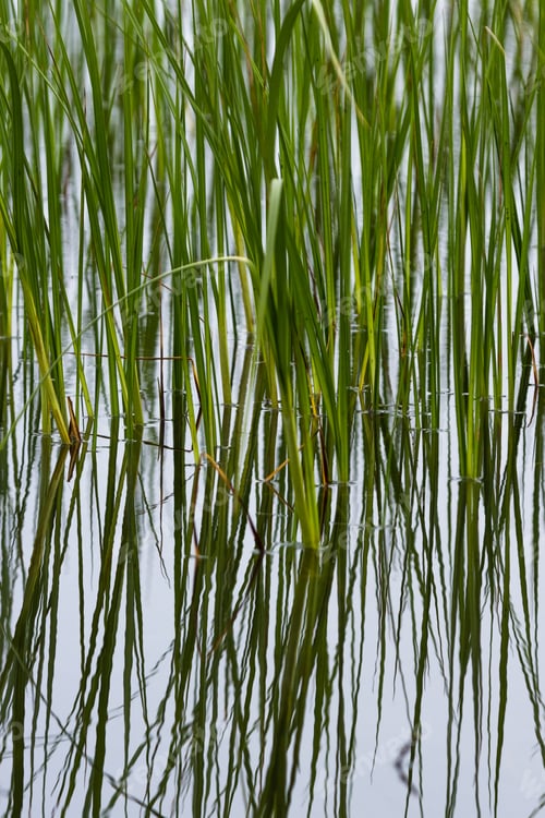 Preview: Green Grass Growing In A Pond With A Calm Reflection On The Water