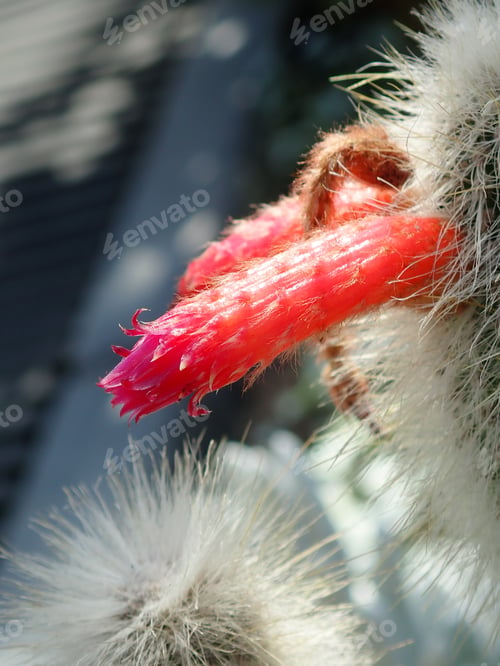 Preview: Close Up Of A Cactus With A Red Flower