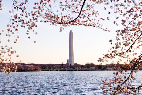 Preview: Washington Monument By Tidal Basin And Surrounded By Pink Japanese Cherry Blossoms