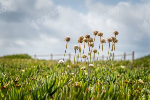 Preview: Wild Flowers Blooming High In The Field Of Succulent Plants Outdoors