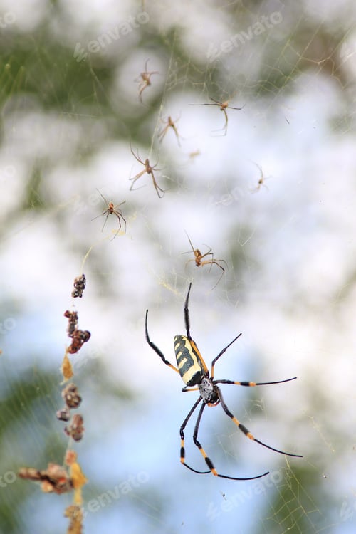 Preview: Wild Insects From Africa - Golden Orb Web Weaver Spider - A Mother With Her Newly Hatched Babies