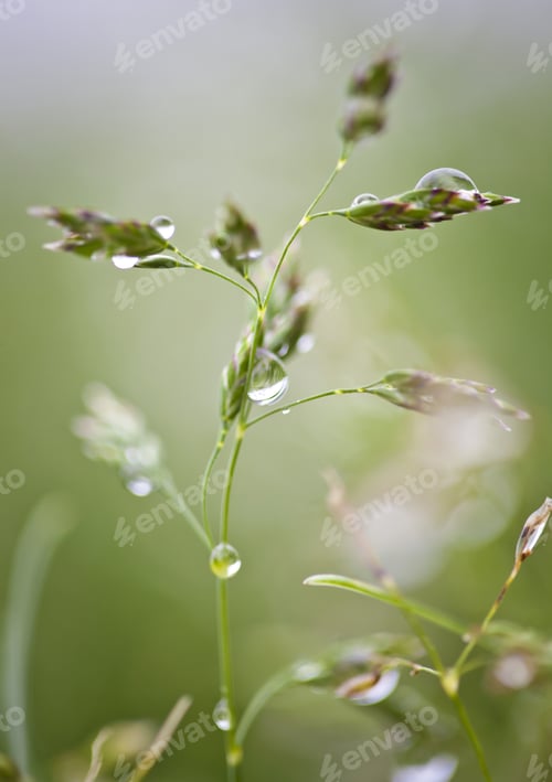 Preview: Macro Dew Drops On Fresh Green Grass