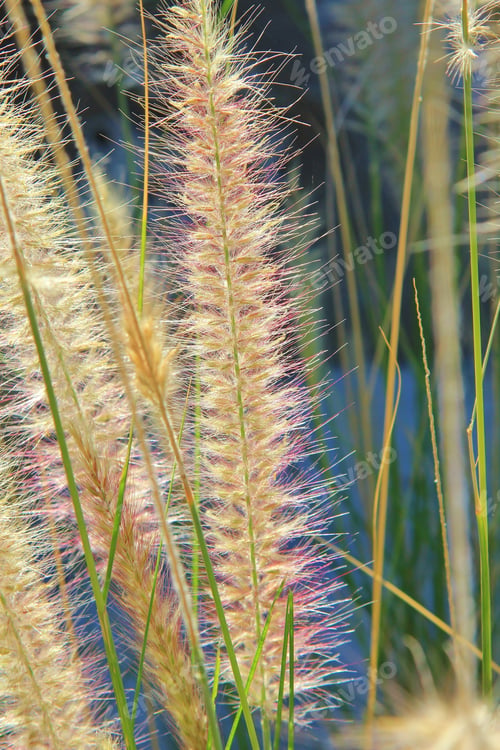 Preview: Grass Background - Natural Textures And Colors From Nature