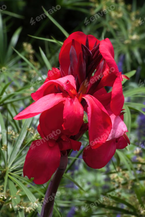 Preview: Red Canna Lily In The Sunshine