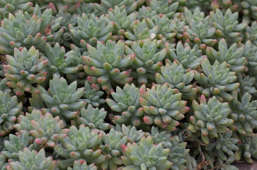 Preview: Green And Pink Succulent Plants In A Garden.