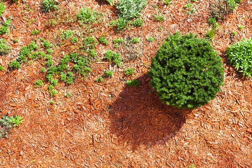 Preview: Garden Top View