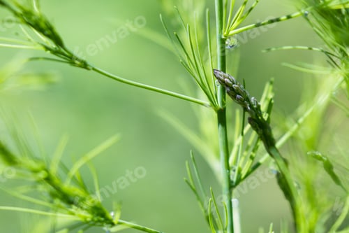 Preview: Close Up Of A Healthy Asparagus Plant With Water Drops Adding A Natural Effect To A Natural