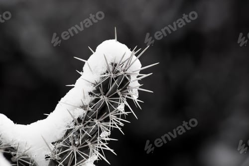 Preview: Cactus With Snow In Black And White