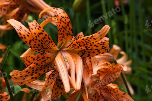 Preview: Orange Spotted Day Lily In A Garden