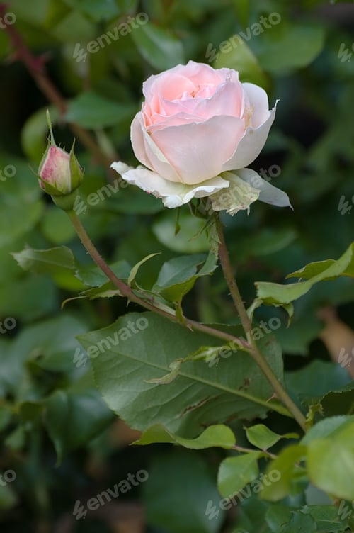 Preview: Closeup Of Single Pink Rose Along With The Bud. Taken In The Garden