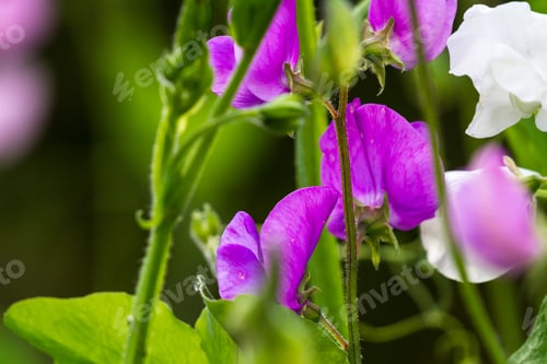 Preview: Close Up Of Sweet Pea Blooms In A Vegetable Garden