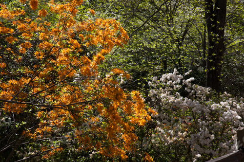 Preview: Landscape With Flowering Bushes