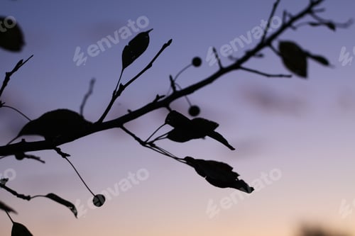 Preview: Silhouettes Of Crabapple Leaves And Berries Against A Colorful Sky. 2668