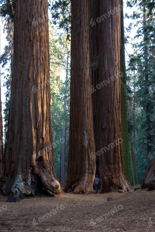 Preview: Big Sequoias In A Group With A Woman Standing At The Base To Get An Idea Of The Size Of This Trees