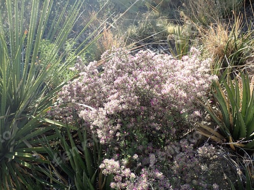 Preview: White Flower In The Desert