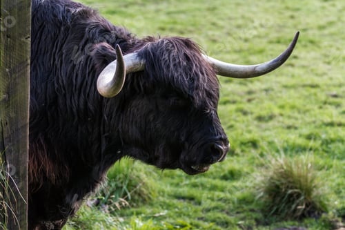Preview: Close Up Of An Adult Highland Cow In A Field With Fresh Green Grass Late Summer In The Scottish