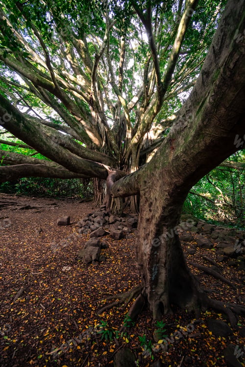 Preview: Giant Banyan Tree In The Middle Of The Forest On The Pipiwai Trail On The Island Of Maui, Hawaii