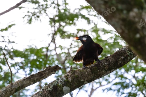 Preview: Close Up Of A Oropendola Perched On A Guanacaste Tree In Tropical Costa Rica